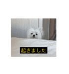 使いやすい動く犬（個別スタンプ：13）