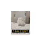 使いやすい動く犬（個別スタンプ：16）