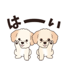 飛び出す‼犬スタンプ＃6『マルプー』（個別スタンプ：3）