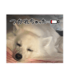 すぴっつの事情（個別スタンプ：1）