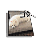 すぴっつの事情（個別スタンプ：4）