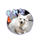すぴっつの事情（個別スタンプ：6）