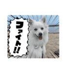 すぴっつの事情（個別スタンプ：10）