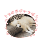 すぴっつの事情（個別スタンプ：13）