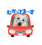 すぴっつの事情（個別スタンプ：14）