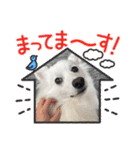 すぴっつの事情（個別スタンプ：16）