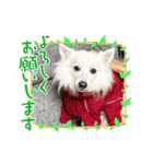 すぴっつの事情（個別スタンプ：19）