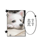 すぴっつの事情（個別スタンプ：21）
