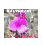 冬の山野草たち（個別スタンプ：1）