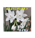 冬の山野草たち（個別スタンプ：3）