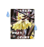 冬の山野草たち（個別スタンプ：5）