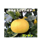 冬の山野草たち（個別スタンプ：6）