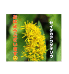 冬の山野草たち（個別スタンプ：9）