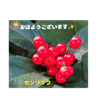 冬の山野草たち（個別スタンプ：11）