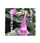 冬の山野草たち（個別スタンプ：13）