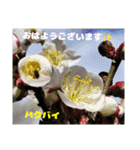冬の山野草たち（個別スタンプ：16）