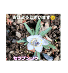冬の山野草たち（個別スタンプ：17）
