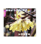冬の山野草たち（個別スタンプ：18）