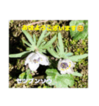 冬の山野草たち（個別スタンプ：19）