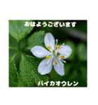 冬の山野草たち（個別スタンプ：20）