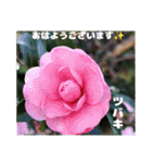 冬の山野草たち（個別スタンプ：22）