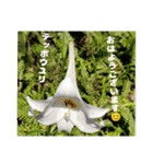 冬の山野草たち（個別スタンプ：24）