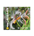 冬の山野草たち（個別スタンプ：25）