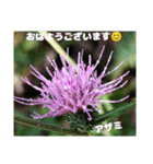 冬の山野草たち（個別スタンプ：26）