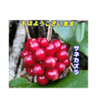 冬の山野草たち（個別スタンプ：28）