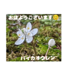 冬の山野草たち（個別スタンプ：30）
