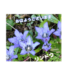 冬の山野草たち（個別スタンプ：31）