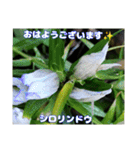 冬の山野草たち（個別スタンプ：32）