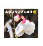 冬の山野草たち（個別スタンプ：33）