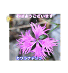 冬の山野草たち（個別スタンプ：34）
