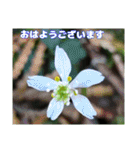 冬の山野草たち（個別スタンプ：35）