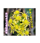 冬の山野草たち（個別スタンプ：36）