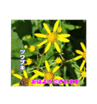 冬の山野草たち（個別スタンプ：38）