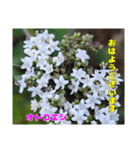 冬の山野草たち（個別スタンプ：39）