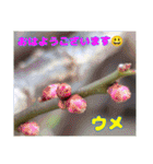冬の山野草たち（個別スタンプ：40）
