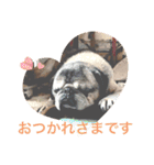 ハロー！パグのボブと仲間たち（個別スタンプ：10）
