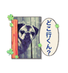 ハロー！パグのボブと仲間たち（個別スタンプ：11）