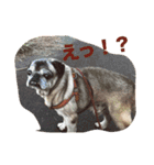 ハロー！パグのボブと仲間たち（個別スタンプ：24）
