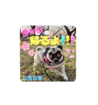 我が家の鼻ぺちゃ犬コンペイトウ＆しらたま（個別スタンプ：3）