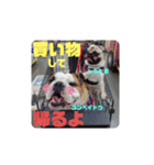 我が家の鼻ぺちゃ犬コンペイトウ＆しらたま（個別スタンプ：4）