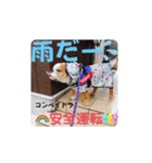 我が家の鼻ぺちゃ犬コンペイトウ＆しらたま（個別スタンプ：15）