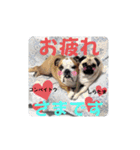 我が家の鼻ぺちゃ犬コンペイトウ＆しらたま（個別スタンプ：17）