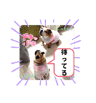 我が家の鼻ぺちゃ犬コンペイトウ＆しらたま（個別スタンプ：23）