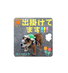 我が家の鼻ぺちゃ犬コンペイトウ＆しらたま（個別スタンプ：26）