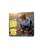 我が家の鼻ぺちゃ犬コンペイトウ＆しらたま（個別スタンプ：36）