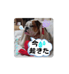 我が家の鼻ぺちゃ犬コンペイトウ＆しらたま（個別スタンプ：38）